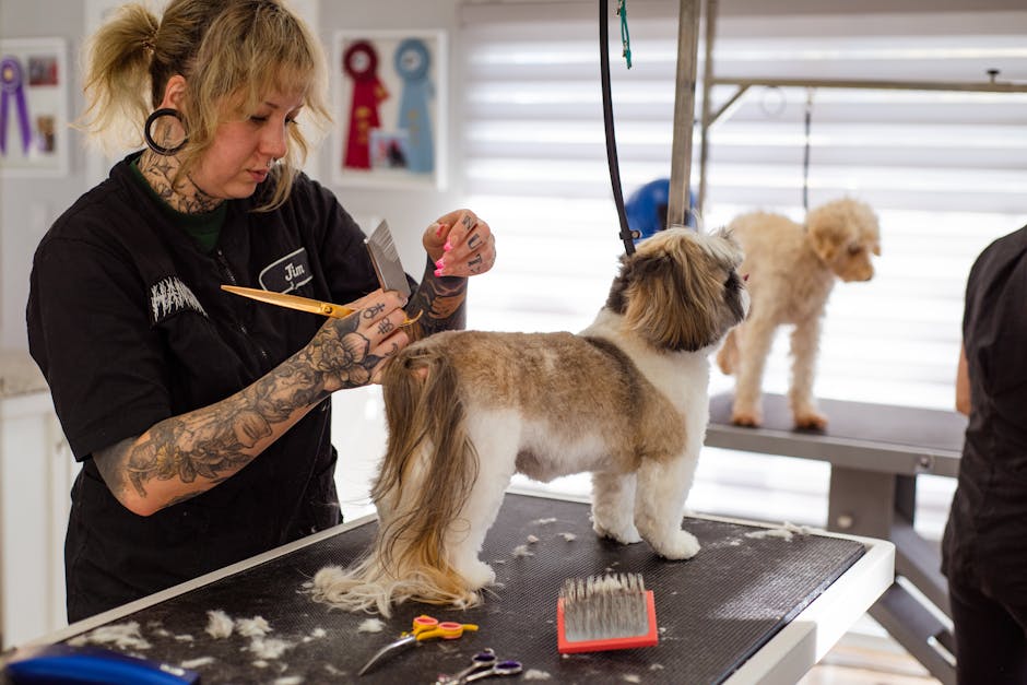 A professional groomer styles a Shih Tzu while another dog awaits, showcasing expert pet grooming skills.