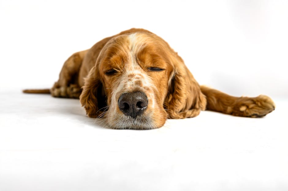 Adorable Cocker Spaniel dog peacefully resting on a white background.
